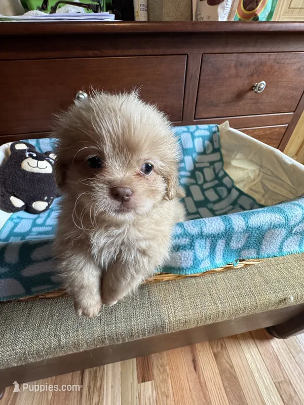 Theodore  – Shih Tzu puppy for sale in Applegate, MI