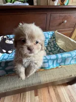 Boy 3 , a male Shih Tzu for sale in Applegate, MI – 3 of 6