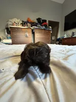 Chocolate Boy 1 , a male Shih Tzu for sale in Applegate, MI – 3 of 10