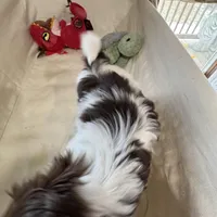 Chanel , a female Shih Tzu for sale in Applegate, MI – Photo 4 of 8