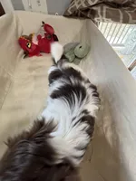 Girl 2 , a female Shih Tzu for sale in Applegate, MI – Photo 4 of 8