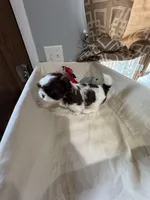 Girl 2 , a female Shih Tzu for sale in Applegate, MI – Photo 5 of 8