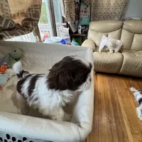 Chanel , a female Shih Tzu for sale in Applegate, MI – Photo 7 of 8