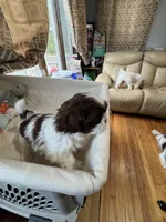 Girl 2 , a female Shih Tzu for sale in Applegate, MI – Photo 7 of 8