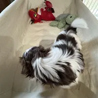 Chanel , a female Shih Tzu for sale in Applegate, MI – Photo 2 of 8