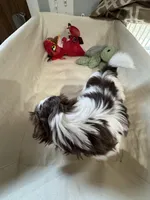 Girl 2 , a female Shih Tzu for sale in Applegate, MI – Photo 2 of 8