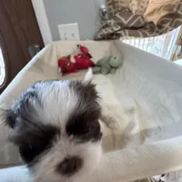 Chanel , a female Shih Tzu for sale in Applegate, MI – Photo 3 of 8