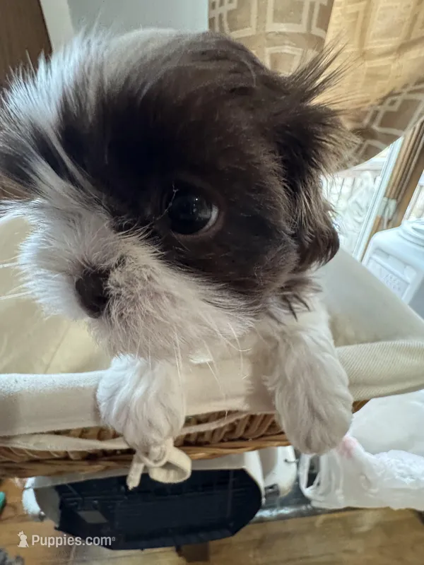 Girl 2 , a female Shih Tzu for sale in Applegate, MI – Photo 1 of 8