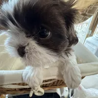 Chanel , a female Shih Tzu for sale in Applegate, MI – Photo 1 of 8