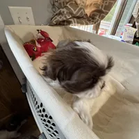 Chanel , a female Shih Tzu for sale in Applegate, MI – Photo 6 of 8