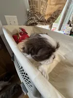 Girl 2 , a female Shih Tzu for sale in Applegate, MI – Photo 6 of 8