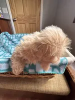 Girl 4 Starry , a female Shih Tzu for sale in Applegate, MI – 3 of 10