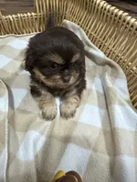 Stormy , a female Shih Tzu for sale in Applegate, MI – 10 of 10