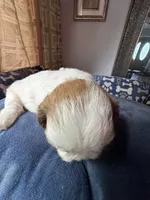 Girl 7 , a female Shih Tzu for sale in Applegate, MI – 4 of 6