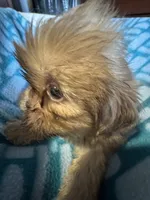 Girl 2 caramel , a female Shih Tzu for sale in Applegate, MI – 1 of 8