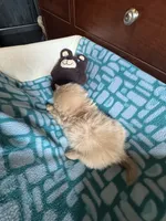 Girl 1 , a female Shih Tzu for sale in Applegate, MI – 2 of 7