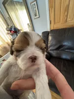 Hazel , a female Shih Tzu for sale in Applegate, MI – Photo 1 of 2