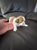 Hazel , a female Shih Tzu for sale in Applegate, MI – Photo 2 of 2