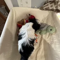 Cookie, a female Shih Tzu for sale in Applegate, MI – Photo 4 of 10