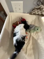 Girl 3 , a female Shih Tzu for sale in Applegate, MI – Photo 4 of 10