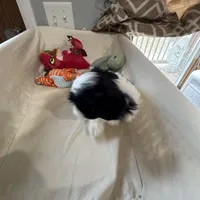 Cookie, a female Shih Tzu for sale in Applegate, MI – Photo 2 of 10