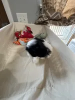 Girl 3 , a female Shih Tzu for sale in Applegate, MI – Photo 2 of 10