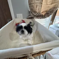 Cookie, a female Shih Tzu for sale in Applegate, MI – Photo 9 of 10