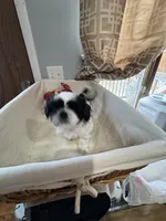 Girl 3 , a female Shih Tzu for sale in Applegate, MI – Photo 9 of 10