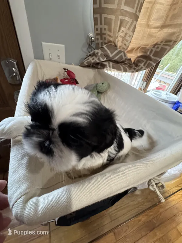 Girl 3 , a female Shih Tzu for sale in Applegate, MI – Photo 1 of 10