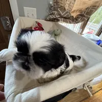 Cookie, a female Shih Tzu for sale in Applegate, MI – Photo 1 of 10