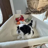 Cookie, a female Shih Tzu for sale in Applegate, MI – Photo 3 of 10