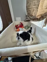 Girl 3 , a female Shih Tzu for sale in Applegate, MI – Photo 3 of 10