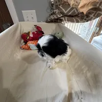 Cookie, a female Shih Tzu for sale in Applegate, MI – Photo 5 of 10