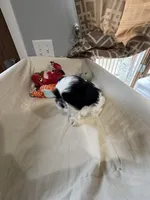 Girl 3 , a female Shih Tzu for sale in Applegate, MI – Photo 5 of 10