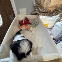 Cookie, a female Shih Tzu for sale in Applegate, MI – Photo 8 of 10