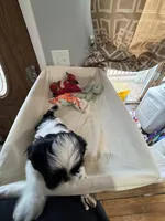 Girl 3 , a female Shih Tzu for sale in Applegate, MI – Photo 8 of 10