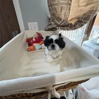 Cookie, a female Shih Tzu for sale in Applegate, MI – Photo 10 of 10