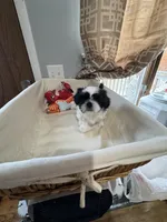 Girl 3 , a female Shih Tzu for sale in Applegate, MI – Photo 10 of 10