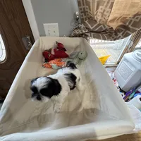 Cookie, a female Shih Tzu for sale in Applegate, MI – Photo 7 of 10