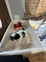 Girl 3 , a female Shih Tzu for sale in Applegate, MI – Photo 7 of 10