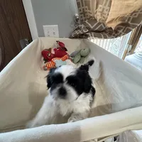 Cookie, a female Shih Tzu for sale in Applegate, MI – Photo 6 of 10