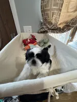 Girl 3 , a female Shih Tzu for sale in Applegate, MI – Photo 6 of 10