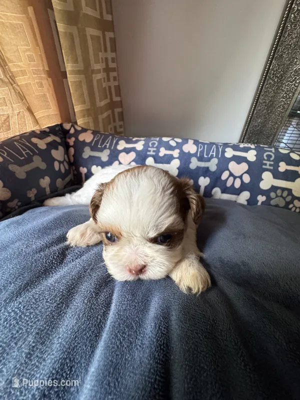 Girl 7  – Shih Tzu puppy for sale in Applegate, MI