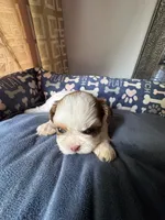 Girl 7 , a female Shih Tzu for sale in Applegate, MI – 1 of 6