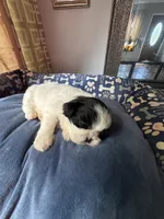 Girl 6 , a female Shih Tzu for sale in Applegate, MI – 3 of 5