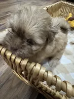 Luna, a female Shih Tzu for sale in Applegate, MI – 8 of 10