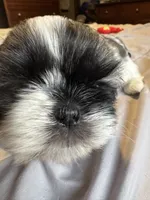 Girl 2, a female Shih Tzu for sale in Applegate, MI – 6 of 10