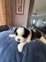 Girl 5 , a female Shih Tzu for sale in Applegate, MI – 5 of 6