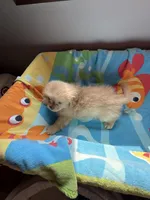 Theodore , a male Shih Tzu for sale in Applegate, MI – 6 of 10