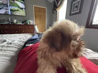 Caramel , a female Shih Tzu for sale in Applegate, MI – 5 of 10
